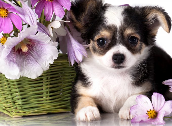 Wallpaper Chihuahua, puppy, dog, flower, animal, Animals 95362316